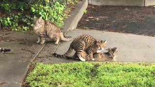 Cat mating Miv ua nkauj ua nraug [upl. by Ahsitauq]