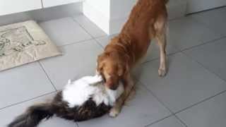 Golden Retriever Dog and Maine Coon Cat playing [upl. by Gerda267]