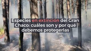 Especies en extinción del Gran Chaco cuáles son y por qué debemos protegerlas [upl. by Courtnay735]