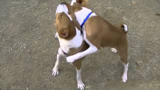 Kepler the Basenji is One Year Old [upl. by Iclehc]