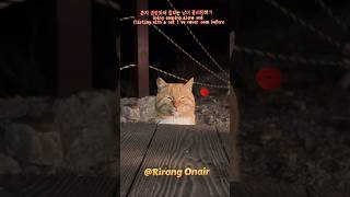 냥이 전문 픽업아티스트 리랑🐈  드루이드 노하우 전수  솔로캠핑  고양이 [upl. by Asabi]