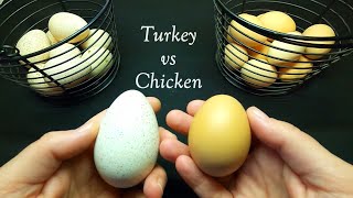 Turkey Eggs vs Chicken Eggs How do they compare [upl. by Tadich]