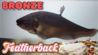 Bronze Featherback Care Guide Stunning Knife Fish [upl. by Schellens593]