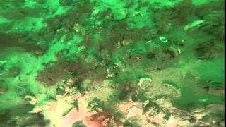 Benthic mapping Buzzards Bay CAF D GoPro MP4 [upl. by Akehsat]