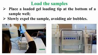 Loading Protein Samples in SDSPAGE Protocol [upl. by Hastings]