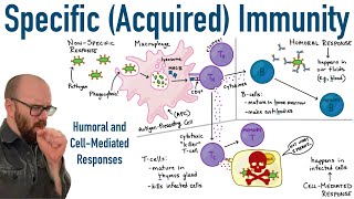 Specific Adaptive Immunity  Humoral and CellMediated Responses [upl. by Skiba947]