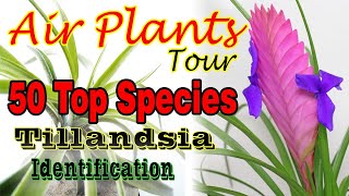 50 TOP AIR PLANTTILLANDSIA SPECIES NAME IDENTIFICATION [upl. by Boeschen]