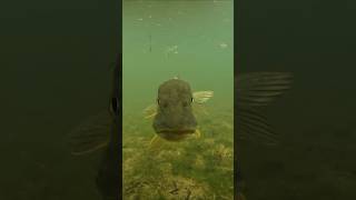 What is this pike doing  pike perch fishing underwater [upl. by Eseilanna]