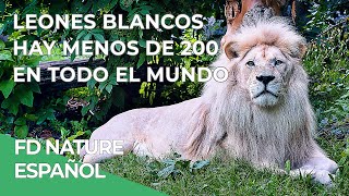 Leones Blancos Ep 1 Contra todo pronóstico  Free Documentary Nature  Español [upl. by Llieno687]