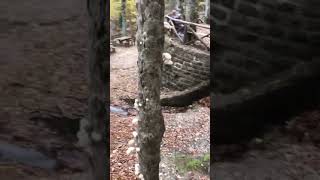 Ponte romano ad alfero e bosco del monte fumaiolo vicino a sorgente del Tevere [upl. by Nathanial781]