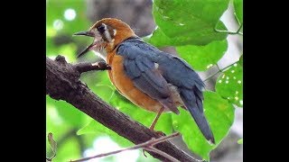 Orange Headed Thrush call [upl. by Ardnalak]