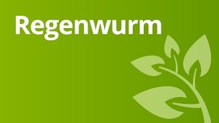 Der Regenwurm und seine Lebensweise Atmung und Fortbewegung  Biologie  Tiere [upl. by Coit]