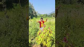 Ae je banalata pahadabeautiful nature [upl. by Nnaira]