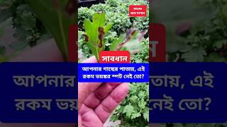 ভয়ঙ্কর Septoria Leaf Spot ভ্যানিশ করুন এক চুটকিতেই। চন্দ্রমল্লিকা সহ যেকোন গাছের পাতায় হয় এই রোগ। [upl. by Accalia]