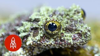 The Tiny Mossy Frog Clings for Survival [upl. by Cointon]