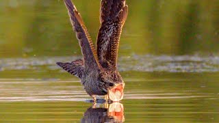 The Nightjars Shadow The Bird Of The Dragon  Wild Animalogy [upl. by Namlaz]