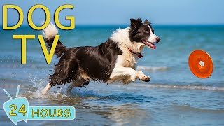 DOG TV Video Entertain to Keep Your Dogs Happy amp Calm When You are Not at Home  Music for Dogs [upl. by Towers194]