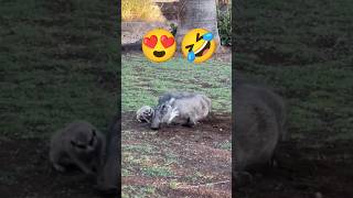 lionking hakunamatata timon pumba funny viral [upl. by Rizika]