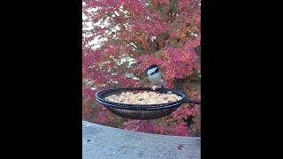 Chickadee attacking a peanut [upl. by Oelc815]