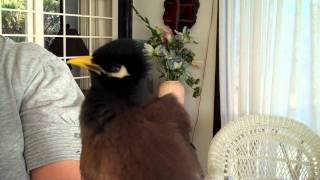 Talking Myna Bird  Rhett Butler [upl. by Uchish]