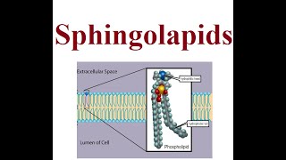 Spinglolapids structure and functions  2024 [upl. by Guyon]