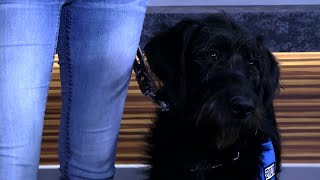 Carroll College students training service dog for veteran [upl. by Lleryd]