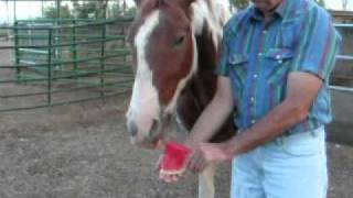 Horse eating watermelon [upl. by Naraj442]