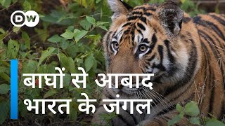 भारत में बढ़ रही है बाघों की आबादी Indias tiger population bounces back [upl. by Rein763]