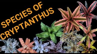 DIFFERENT SPECIES OF CRYPTANTHUS  PLANT IDENTIFICATION [upl. by Eelahc]