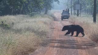 SLOTH BEAR wildlife nature wildlifesanctuary photographysarfarazphotography [upl. by Saidee755]