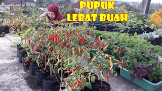 JOSS PUPUK CABE MASA GENERATIF UNTUK PEMBUNGAAN DAN PEMBUAHAN TANAMAN CABE DI POLIBAG [upl. by Hekking]