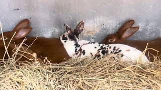 agriculture rabbit elevage animals cuniculture passion senegal [upl. by Einapets]