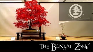 The Toronto Fall Bonsai Show Oct 2018 [upl. by Marietta597]