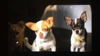 Beverly Hills chihuahua 2 police scene [upl. by Celestia760]