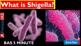 What is Shigella  Bas 5 Minute  ForumIAS [upl. by Greggs]