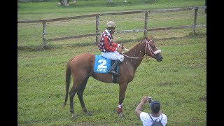 Horse Race Peoples Stadium F Class 4 Furlongs August 18 2024 [upl. by Oilut]