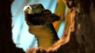 Jamesons Mamba eats Bird 03 Time Lapse Speed x12 [upl. by Monahan]