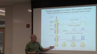 Feb 18 2020 Somatosensory System [upl. by Curtice]