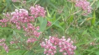 Swamp Milkweed Rocks [upl. by Magnolia]