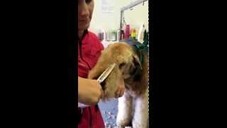 Airedale Terrier Grooming Pet head  Dogs Delight [upl. by Aynotahs594]