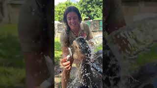 Giant Galapagos Tortoise Enjoys Bathtime ðŸ˜ðŸ¢ [upl. by Carlo]