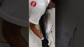 Cutting bigeye Yellowfin [upl. by Esej]