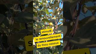 Gutuia  beneficii youtubeshorts short fruit autumn lefrançaisavecgabrielle [upl. by Elliven]