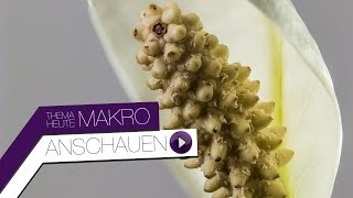 Bessere Makrofotos mit FOCUS STACKING  Praxisvideo TUTORIAL [upl. by Linis]