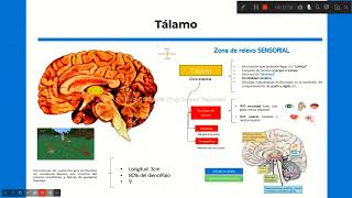 Diencéfalo Tálamo Hipotálamo e Hipófisis [upl. by Tatia]