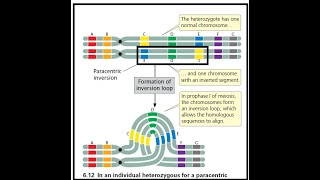 CHROMOSOMAL Aberrations2Chromosomal Mutations by JJS SIr for Class 12 NEET KVPY Olympiads [upl. by Sontag]