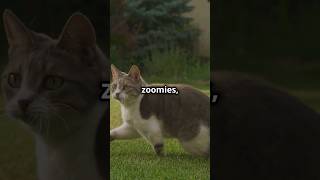 Why Do Cats Go Crazy Discover the Science Behind Cat Zoomies trending viralshort cat cutepets [upl. by Einaeg]