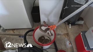 20 rattlesnakes found inside a homeowners garage in Arizona [upl. by Koch]