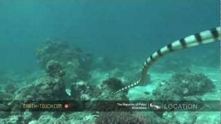 Venomous animals Sea snake on the hunt [upl. by Ennaeel]