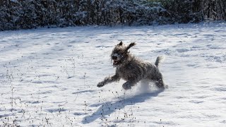 The Wirehaired Pointing Griffon Natural Instincts for Terrier Work [upl. by Aidnyc284]